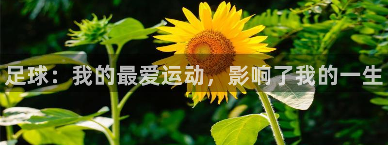 利记官网入口：足球：我的最爱运动，影